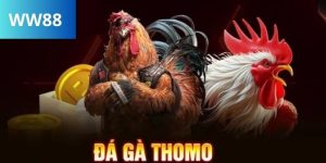 Avt đá gà đòn thomo tại ww88