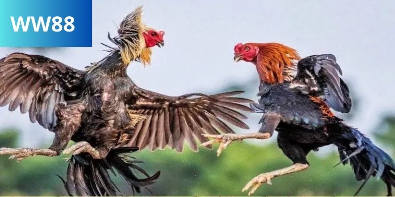 Luật thi đấu đá gà đòn Thomo được quy định chặt chẽ nhằm đảm bảo mỗi trận đấu được diễn ra minh bạch