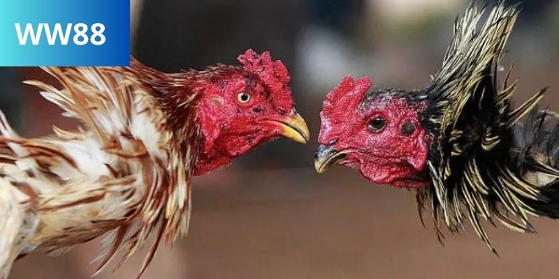 Cá cược đá gà đòn Thomo tại ww88
